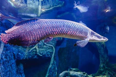 amazon fish|Amazon river fish: 7 unique species of the Amazon Basin.